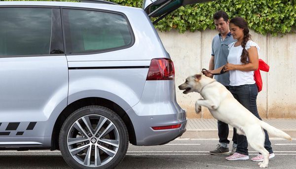 Viajar en coche con tu perro - Sportcan te aconseja1