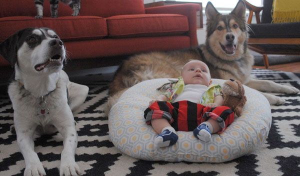 nino y perros