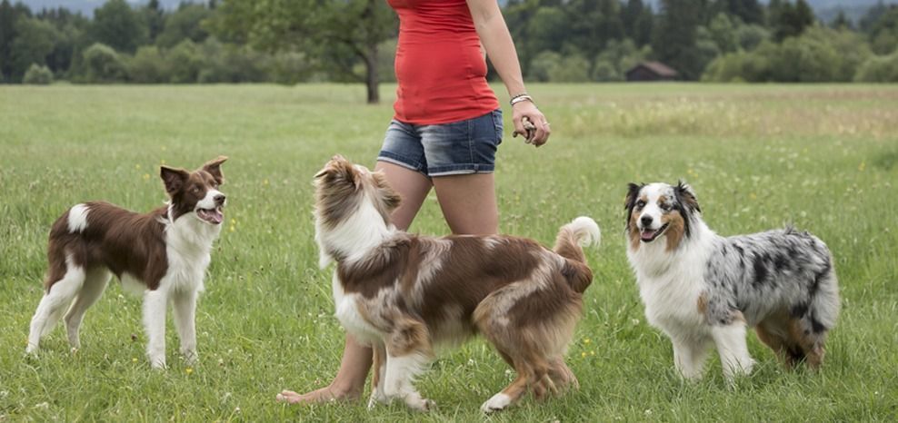 Como mejorar el estado emocional del perro