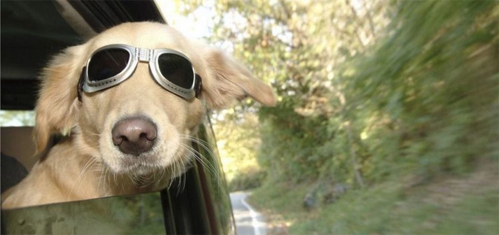 Viajar en coche con tu perro - Sportcan te aconseja