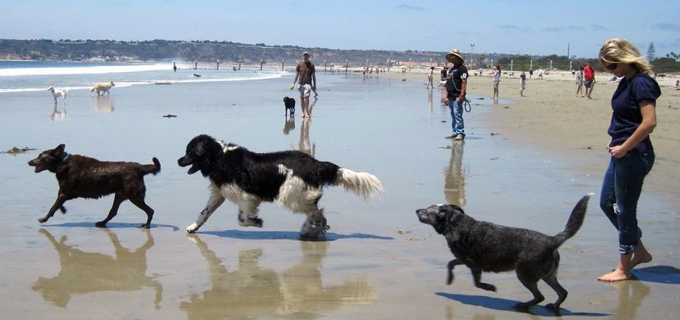 Celebrar el Día Mundial del Perro fortalece valores - Sportcan te informa